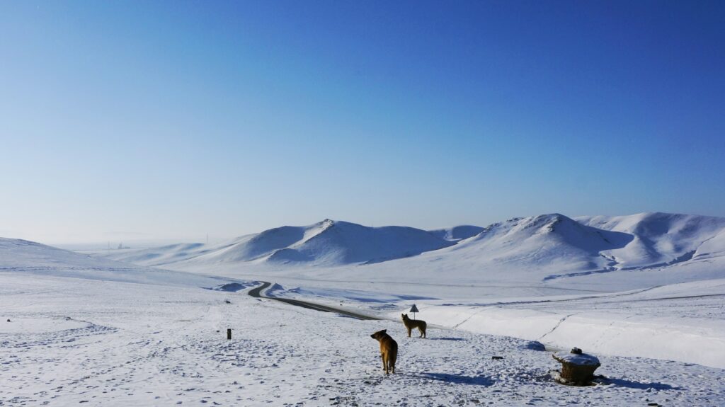 −40℃の国で評価されるトヨタの耐久性